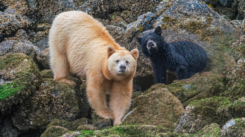 spirit bear standing in river