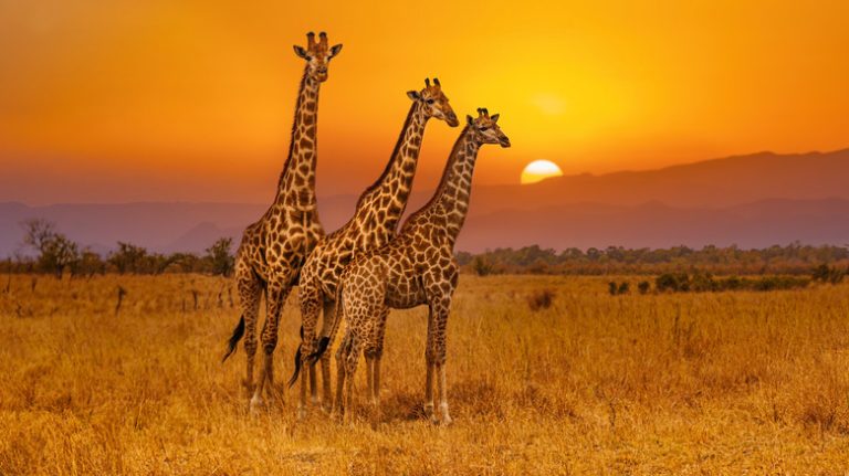 Three giraffes standing in grassland