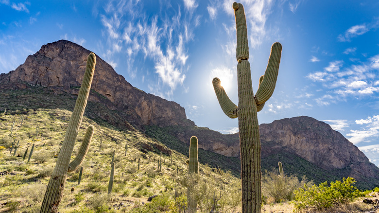 cactuses and rocky peak