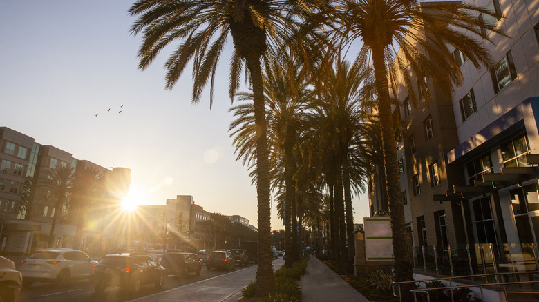 palm trees on Anaheim street