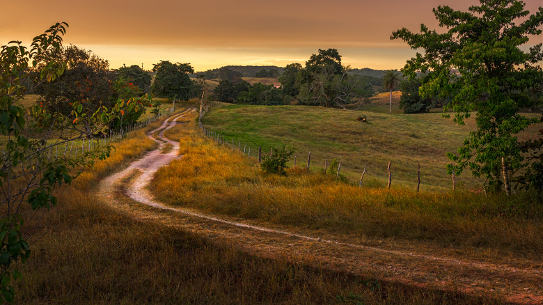 dirt road in Jamaica farmland