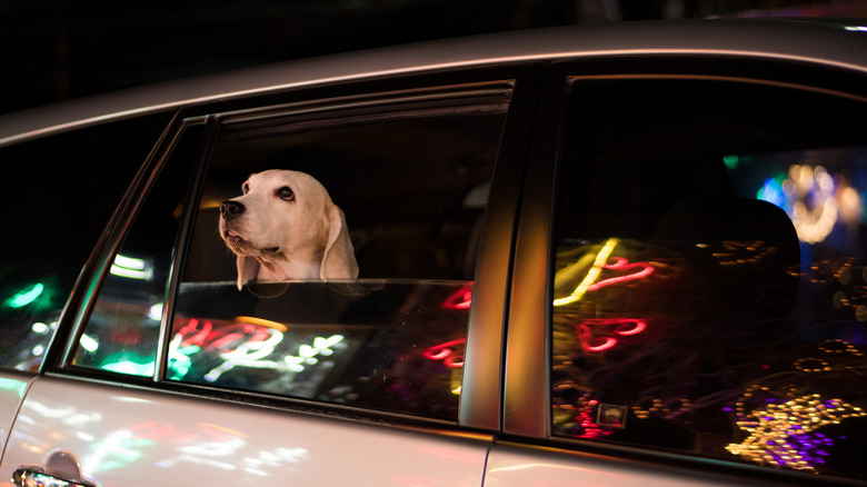 dog looking out car window