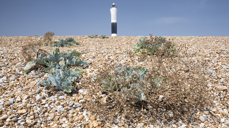 Dungeness Lighthouse, Kent