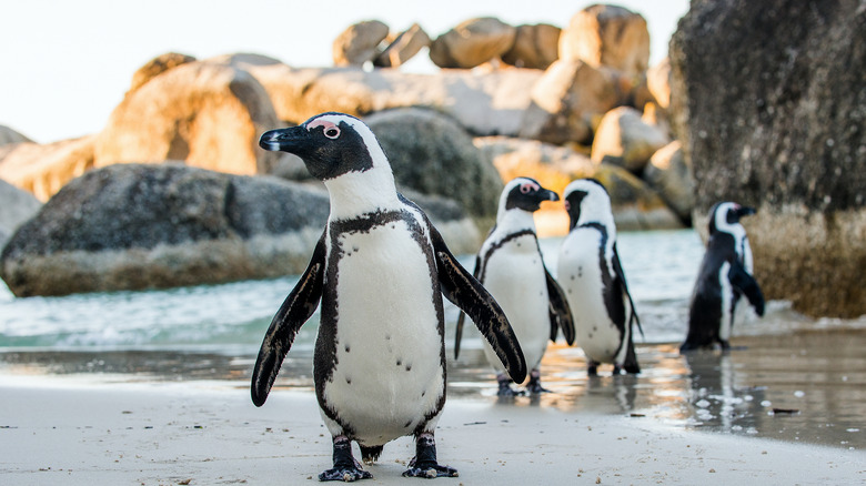 Penguins on Boulders Beach