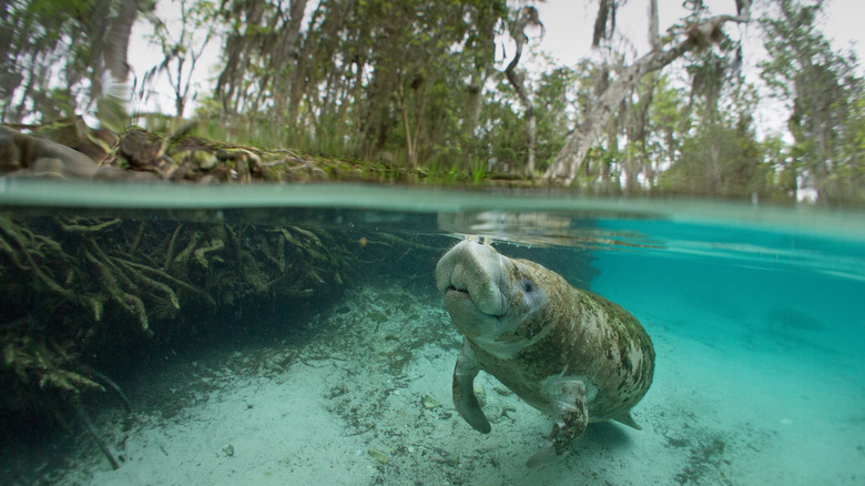 Manatee in the water