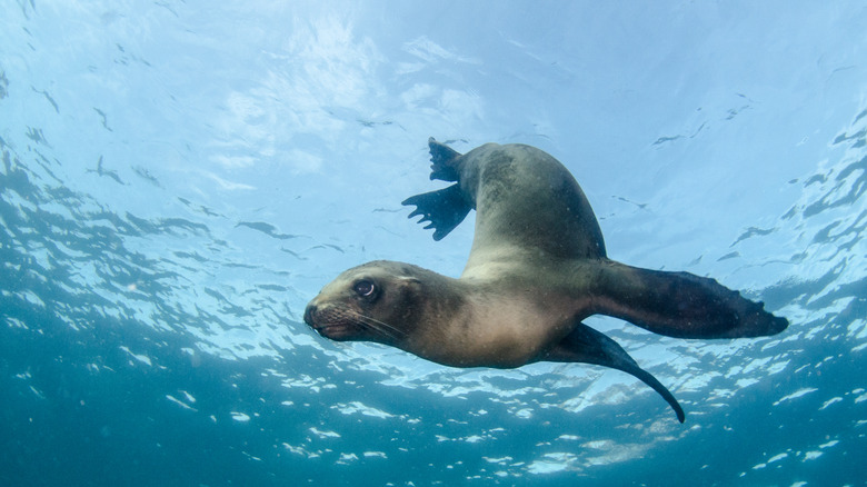 Sea Lions Espiritu Santo Island