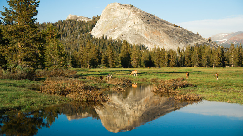 Lembert Dome Tuolumne Meadows Yosemite