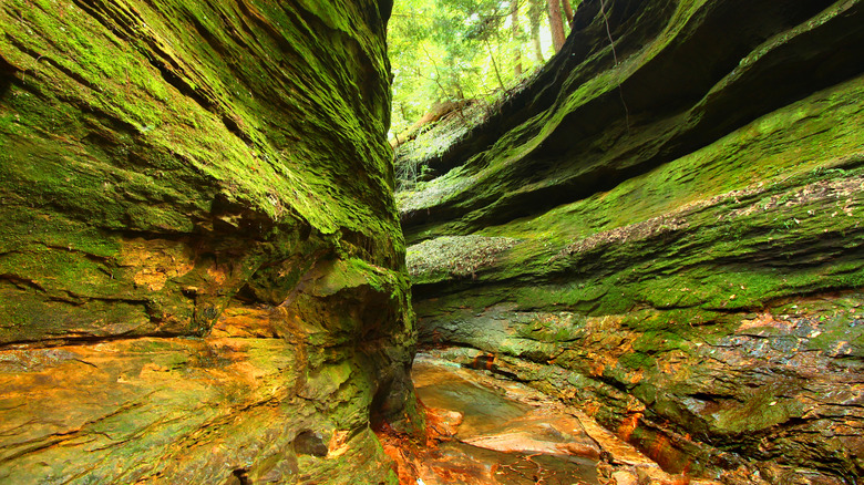 Ravine at Turkey Run State Park, Indiana