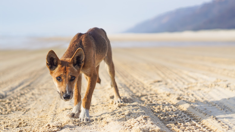 Dingo on K'gari Island beach