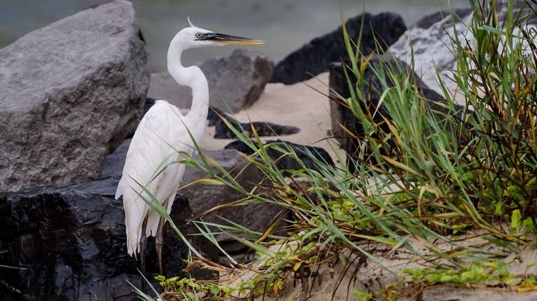 heron at Dauphin Island