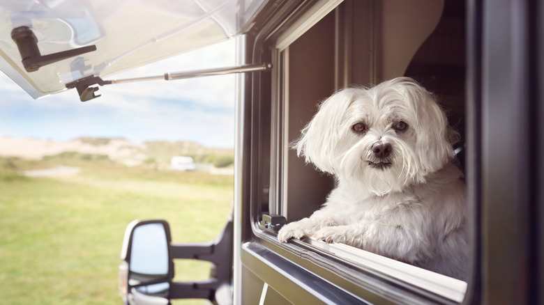 Dog in an RV