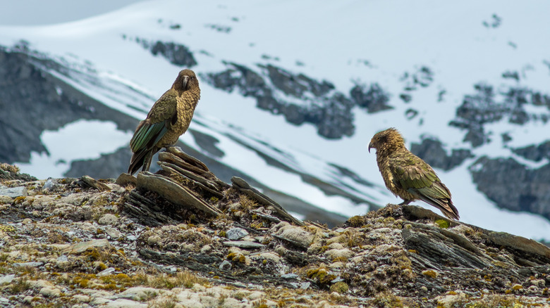 Two alpine parrots