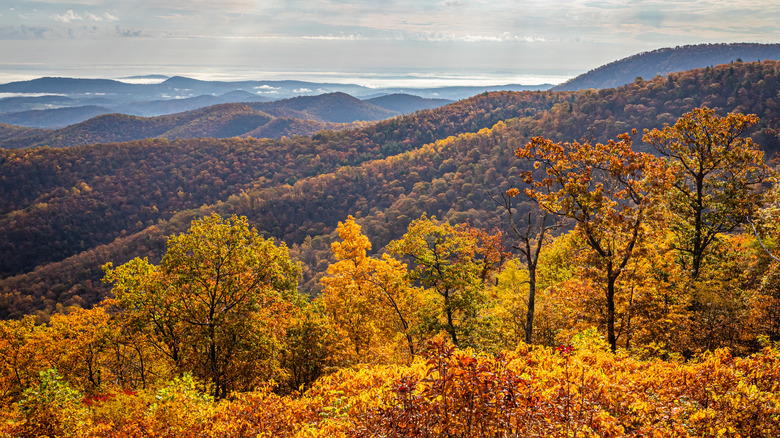 Shenandoah National Park in fall