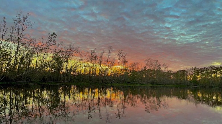 Bayou Segnette State Park