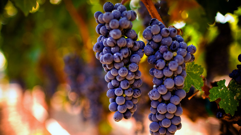 Red wine grapes