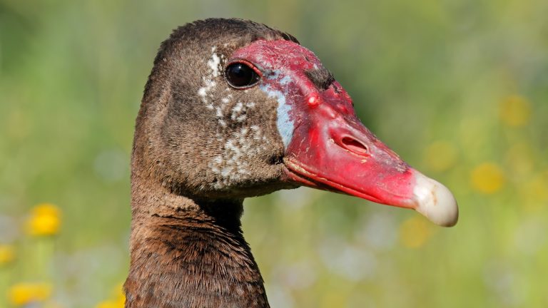 5 Birds You Didn't Know Are Poisonous