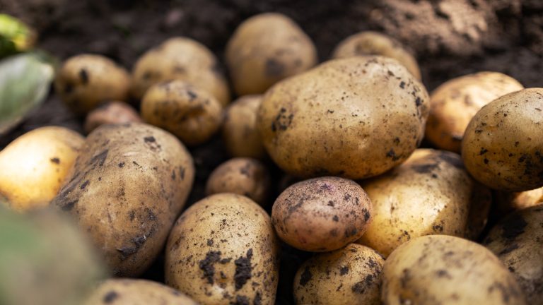 The identification of the pathogen responsible for the Irish Potato Famine has been confirmed