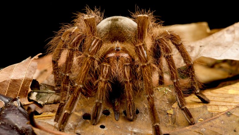 The Largest Spider Species You Definitely Don't Want in Your Home