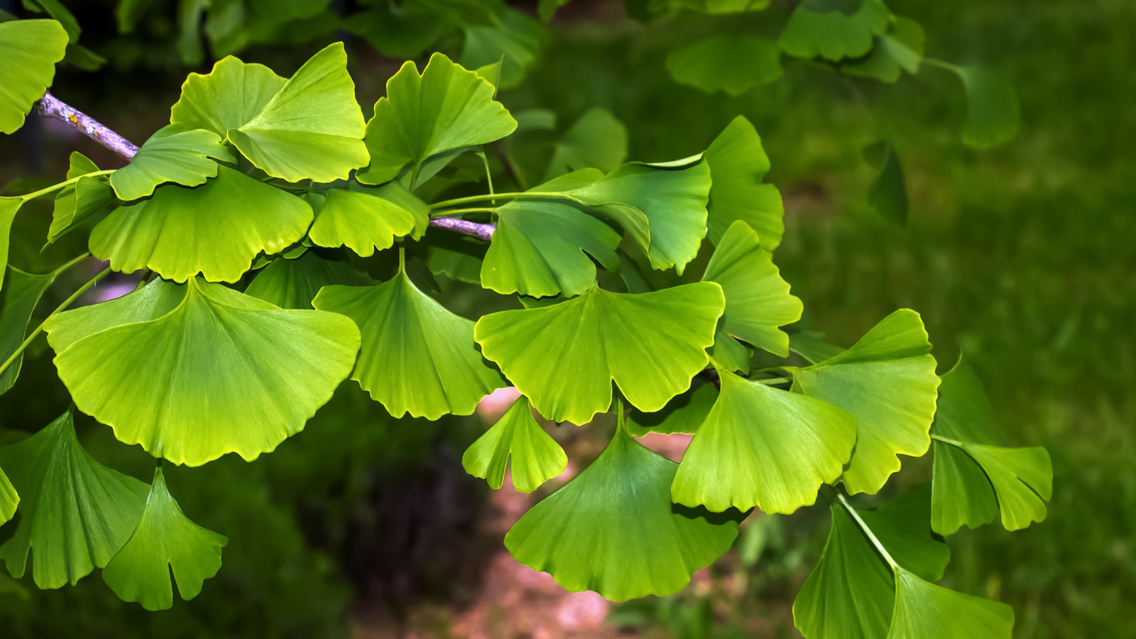 An Ancient Tree Species Survives Despite a Nuclear Blast