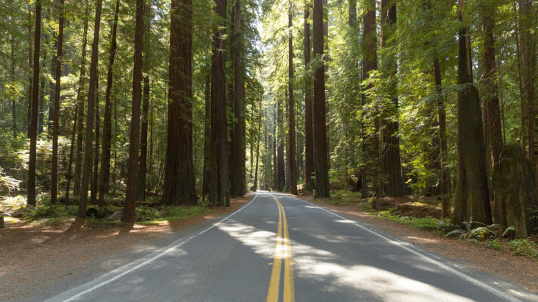 Camp Among the Ancient Giants: Sleep in a California RV Park Surrounded by the World's Oldest and Largest Trees