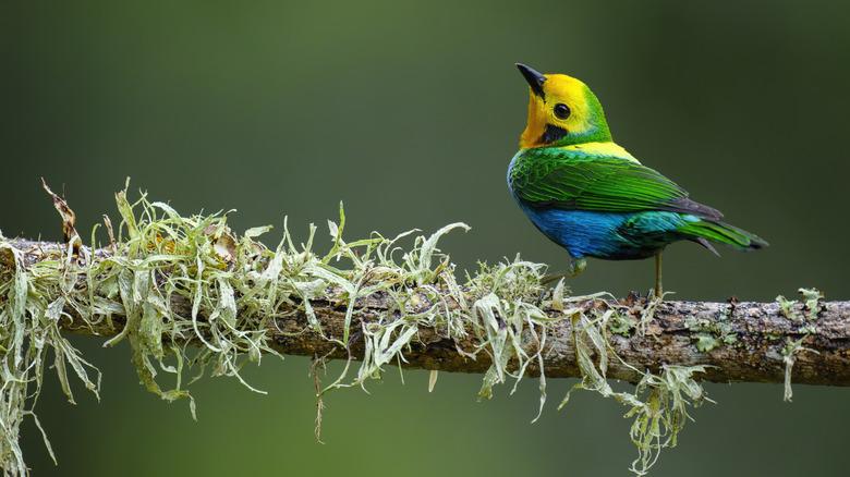 Birdwatchers Worldwide Flock to One Stunning Country