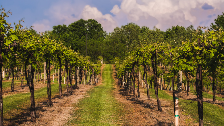 The Midwest's Hidden Wine Gem Nestled in a Historic Missouri Town