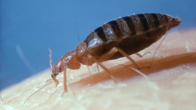 The Lethal Bed Bug Risk Every International Traveler Needs to Know About