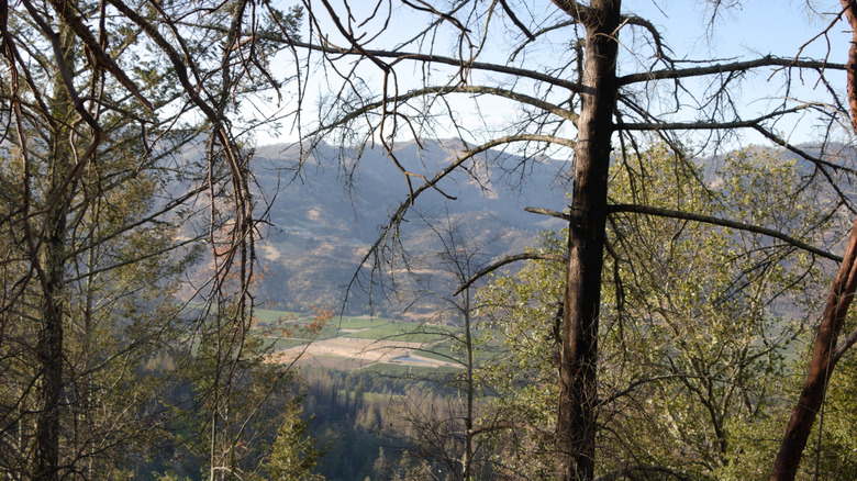 Nestled in Napa Valley: A Charming, Affordable State Park with Romantic Yurts and a Swimming Pool