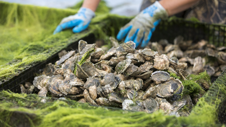 The Gulf Coast's Tide-To-Table Oyster Bars in Texas Serve the Freshest Seafood