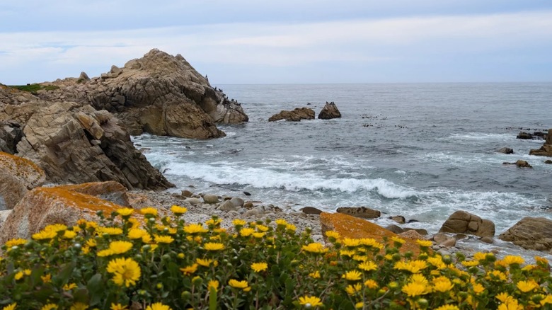 The World's Most Photographed Tree: A California Coastal Icon in Pebble Beach Golf Town