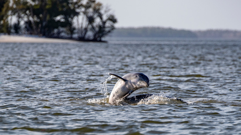 Nestled in Florida's Everglades: A Hotel with Dolphins and Manatees Swimming Right Outside Your Door