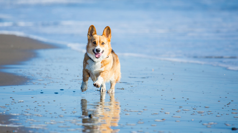 The Top Pet-Friendly Destination in Maryland for Dining and Beach Enjoyment