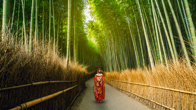 Explore One of Kyoto's Top Attractions: A Tranquil Stroll Through a Stunning Bamboo Forest