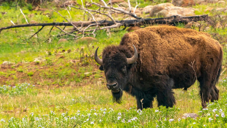 A Hiker's Dream: Discover a Hidden Mountain Refuge Filled with Wildlife in Southern Oklahoma