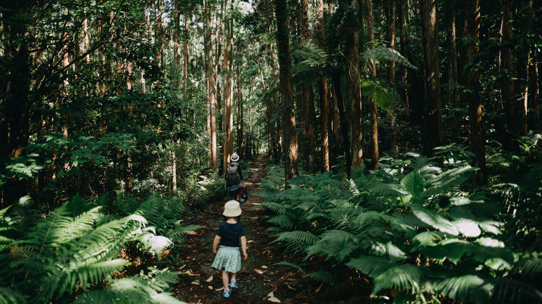 Swim with Rare Sea Turtles and Explore an Enchanting Mountain Forest on This Hidden Gem of a Lush Japanese Island