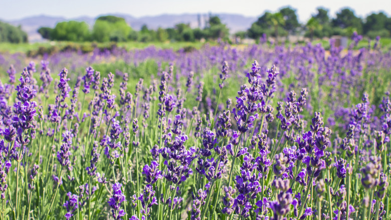 Nestled Between LA and Palm Springs Lies a Lavender-Filled Valley Exuding Romantic French Countryside Charm