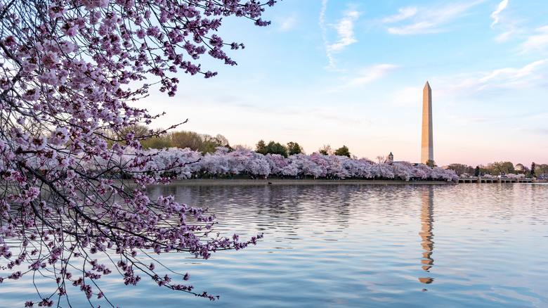 A Vibrant Burst of Color Makes This Stunning Washington, D.C. Festival a Spring Highlight