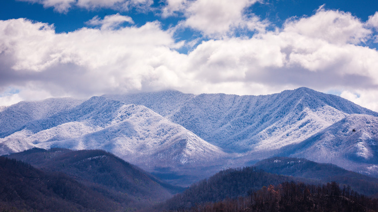 Nestled in the Smokies: Tennessee's Second-Highest Mountain with Unique and Stunning Trails