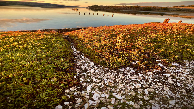 The Tranquil Bay: A San Francisco Local's Retreat for Stunning Beaches and Top-Notch Oysters