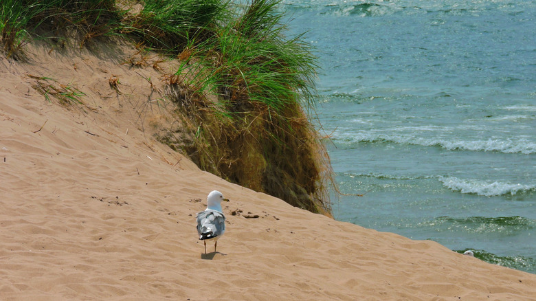 Explore This Stunning Lake Michigan Beach Town with Its Rolling Dunes and Year-Round Adventures