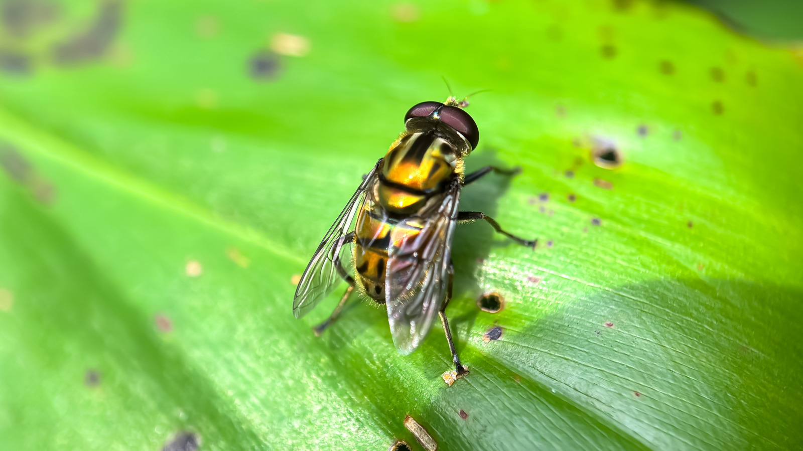 The Potential Consequences of Flies Becoming Extinct