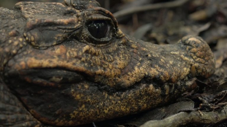 Rare Orange Crocodiles You've Likely Never Seen