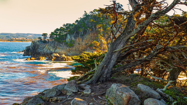 Discover This Easy Coastal California Trail Near Carmel-By-The-Sea for Stunning Pacific Views