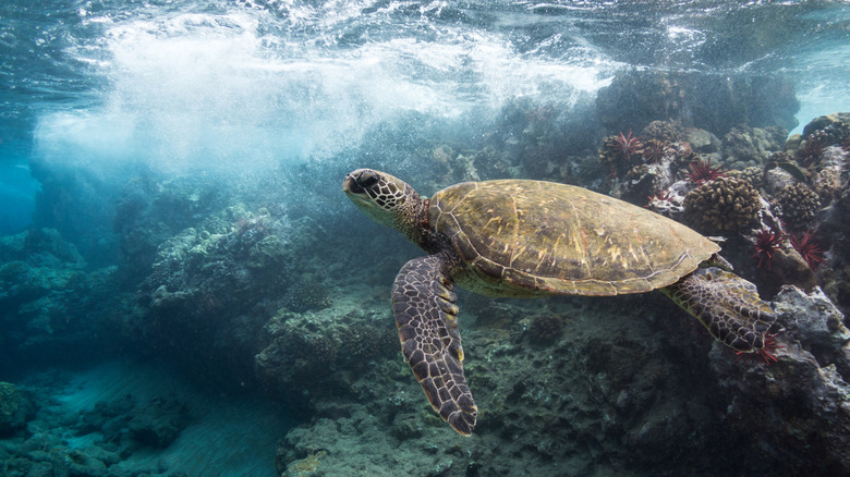 Explore Maui's Magical Caves and Vibrant Coral at a Beloved Snorkeling and Scuba Spot
