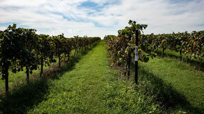A Historic Coal Mining Town in Arkansas' Wine Country Boasts Galleries, Shops, and Restaurants