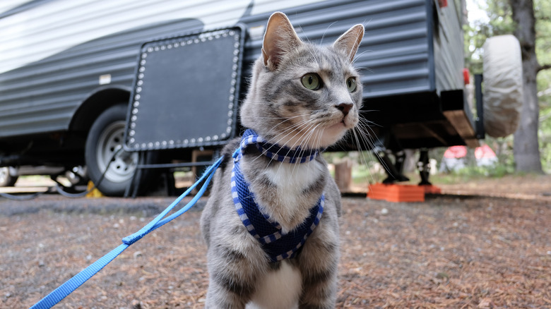 How to Take Your Cat Camping: Tips from Experienced Pet Owners