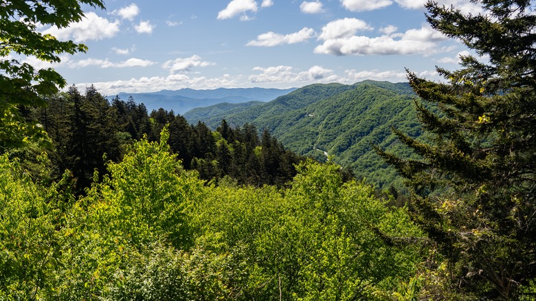 Endless Rushing Water and Mountain Views: Discover One of the Smokies' Most Scenic Drives