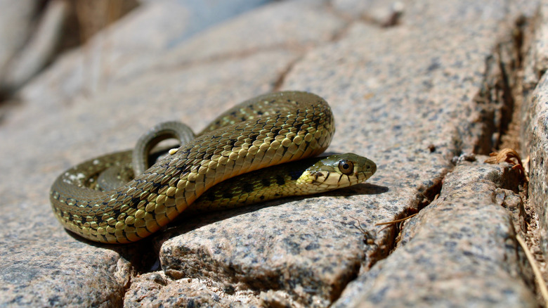 Arizona's Most Snake-Infested Lakes That Might Make You Rethink Your Next Swim