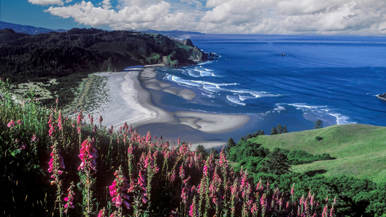Oregon's Majestic Coastal Headland: A Haven of Diverse Flora and Fauna