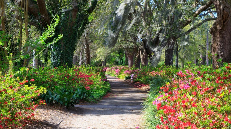 Charleston's Most Romantic Park: A South Carolina Gem of Towering Oaks and Vibrant Blooms